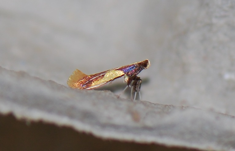 Caloptilia alchimiella